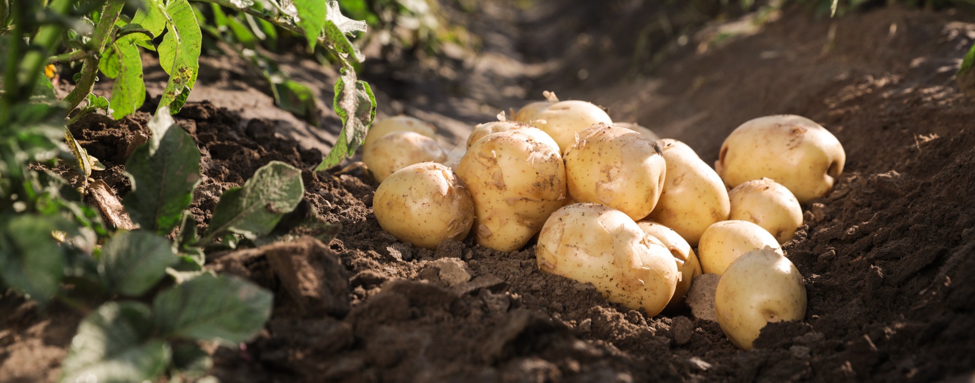 Batata